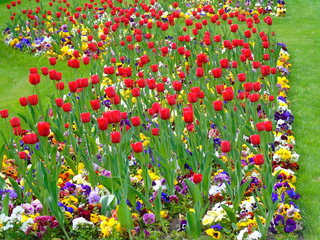 Flowers garden