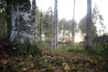 End of summer season in the park