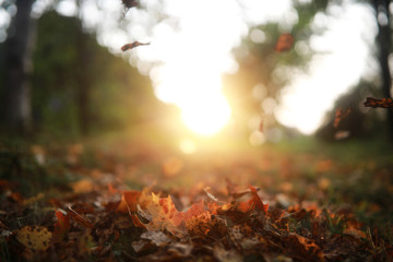 End of summer season in the park