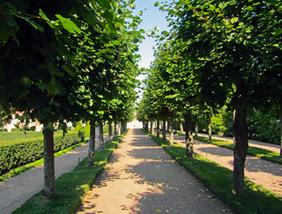 Fototapeta na wymiar Path in the form of beautiful green trees in the garden
