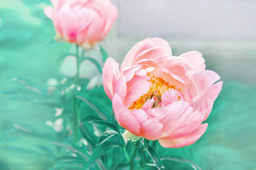 Gentle pink peony flower on a beautiful background. Spring theme. Copy space