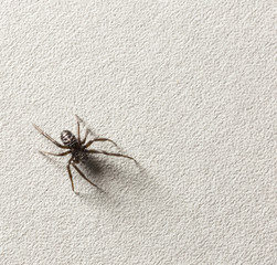 black spider on white background
