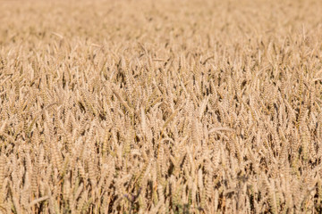  A field of grain in the sun