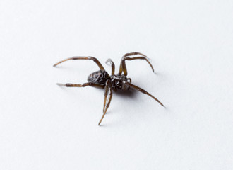 black spider on white background