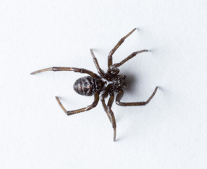 Obraz premium black spider on white background