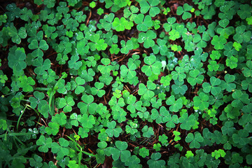 Background from plant clover four leaf. Irish traditional symbol. St.Patrick 's Day.