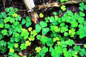 Background from plant clover four leaf. Irish traditional symbol. St.Patrick 's Day.