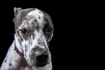 White and Black Spotted Dog Face