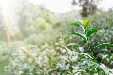 Fresh green tea leaves in a tea plantation with sunlight flare.