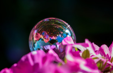 close-up of soap bubble on pink flower in summer