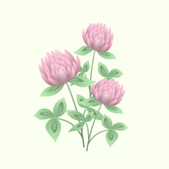 Clover or trefoil flowers and leaves. Realistic drawing of symbolic flowering plant or wild meadow herb. Natural vector illustration.