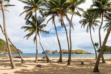 Cocotiers sur la plage - Pompierre - Terre de Haut - Les Saintes - Guadeloupe