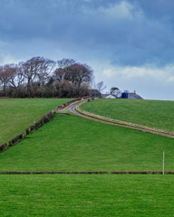 Ayrshire Field with winding roadway into trees and a dramamtic sky