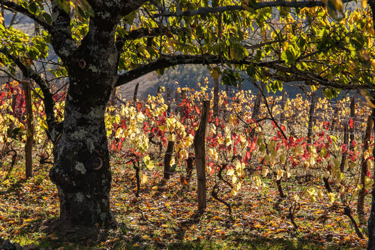 Allassac (Corrèze - France) - Vignoble en automne