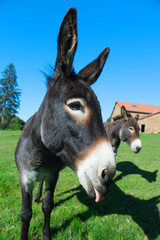 Donkeys at the farm