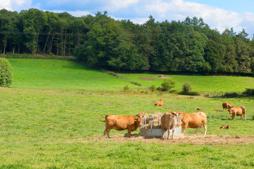 Naklejka na ściany i meble French landscape with brown cows