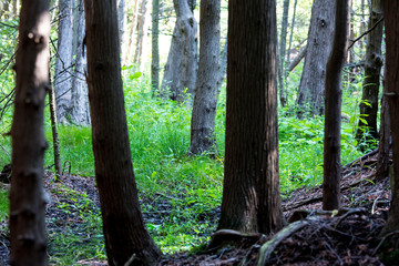 trees in the forest with lush green grass