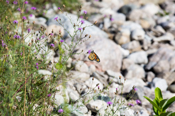 Monarch Butterfly sitting on a flower