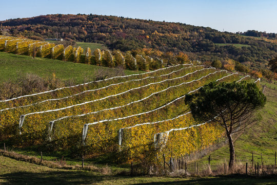 Allassac (Corrèze - France) - Pomiculture en automne