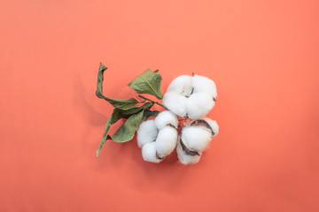 Color banner 2019 - Live Coral. Cotton flowers on a coral background. Place for text. cotton branch on color of the year 2019 Living Coral background.