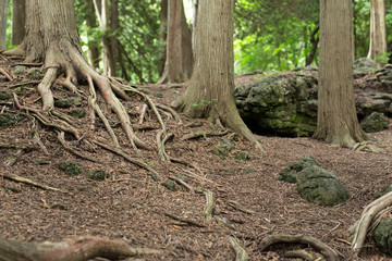 tree in the forest with exposed roots