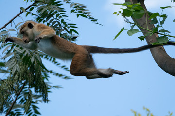 Fototapeta premium Toque Macaque