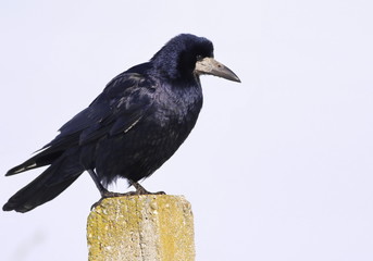 Rook, Corvus frugilegus