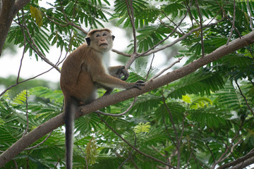 Toque Macaque