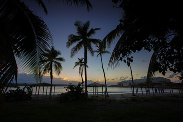 palm trees