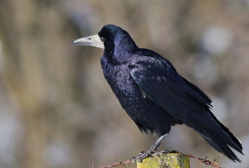 Rook, Corvus frugilegus