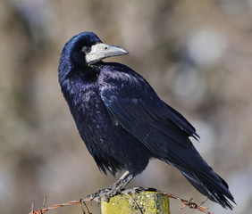 Rook, Corvus frugilegus