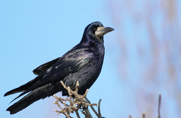 Rook, Corvus frugilegus