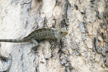 lizard on a tree
