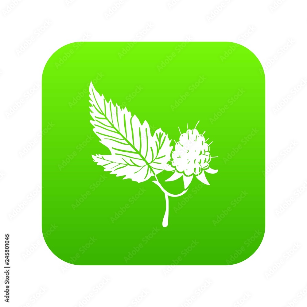 Poster raspberry icon green vector isolated on white background