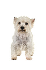 White West Highland Terrier Westie standing looking at camera isolated on a white background