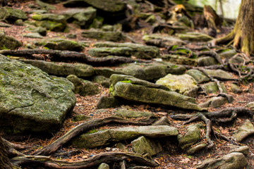 Rocks and moss in a forest
