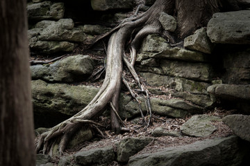 Fototapeta na wymiar The roots of a tree growing through the rocks