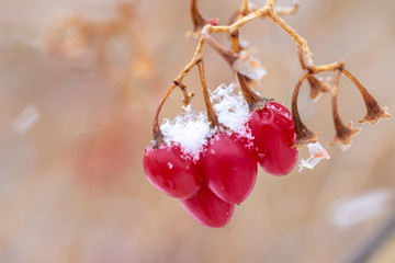 Macro Red berries hanging on vine in the snow