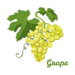 Grapes. Vector illustration of bunch of green grapes with leaves isolated on white background. Icon in flat style.