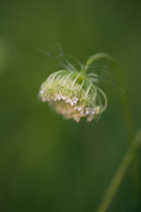 closeup of Queen Anne's Lace flowers