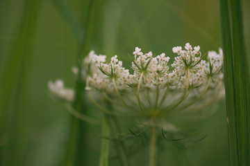closeup of Queen Anne's Lace flowers