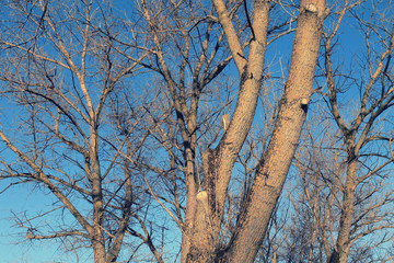 poplar trunk against blue winter sky