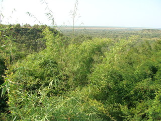 Fototapeta premium LOVELY AFRICAN MOUNTAIN THICKET DURING RAINY SEASON.