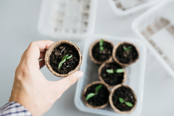 Cucumber plant in seedling peat pot on a rustic wooden table. Young seedlings tomato with water...