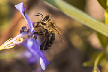 bee collects nectar from wilted blue flower Vinca, periwinkle
