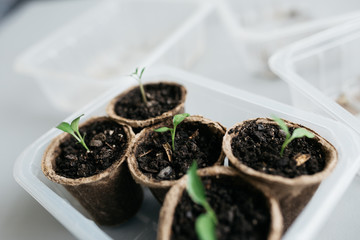 Cucumber plant in seedling peat pot on a rustic wooden table. Young seedlings tomato with water...