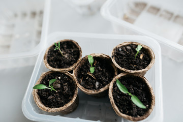 Cucumber plant in seedling peat pot on a rustic wooden table. Young seedlings tomato with water...
