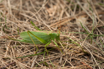 Grasshopper green color on a brown background of grass close-up