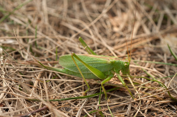 Grasshopper green color on a brown background of grass close-up