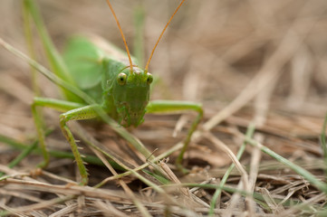 Grasshopper green color on a brown background of grass close-up